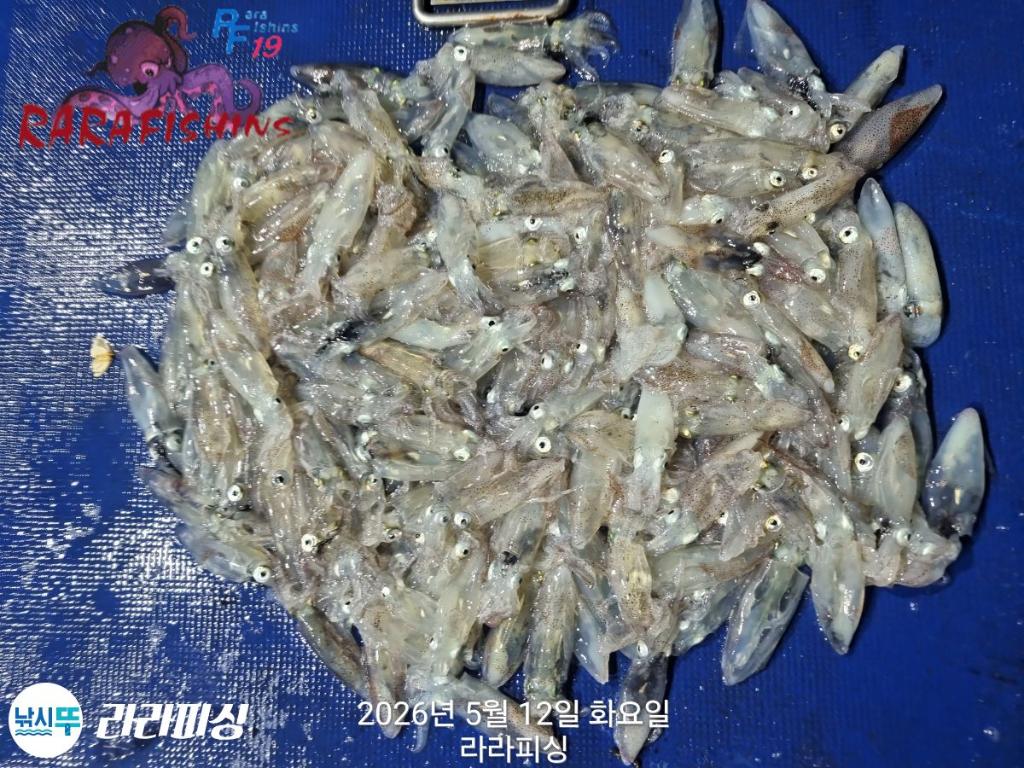 낚시뚜,호래기,속천항(진해),라라피싱,낚시뚜20