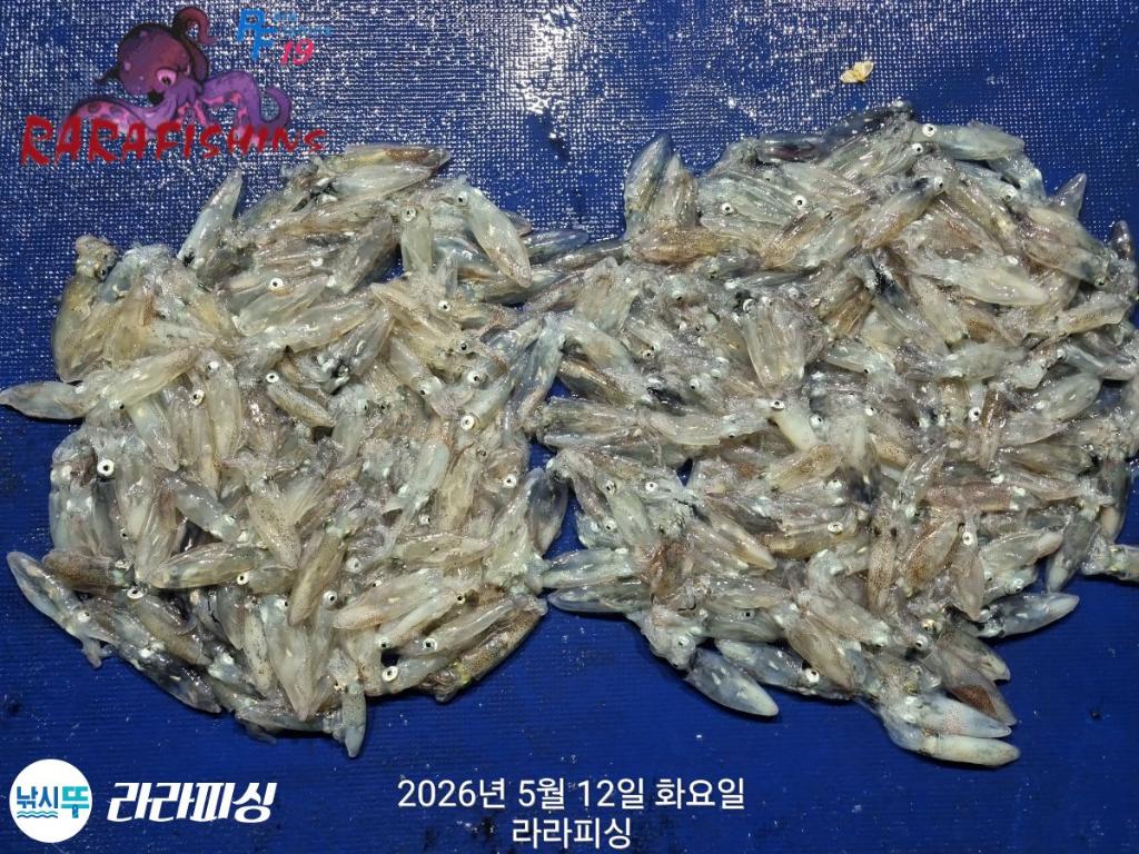 낚시뚜,호래기,속천항(진해),라라피싱,낚시뚜18