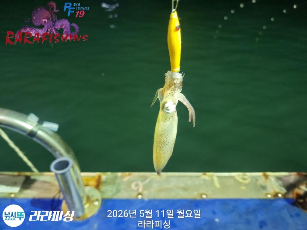 낚시뚜,호래기,속천항(진해),라라피싱,낚시뚜16