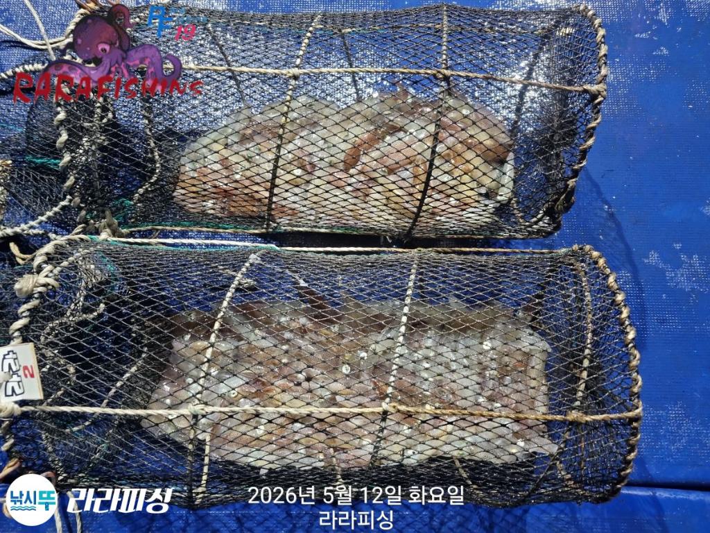 낚시뚜,호래기,속천항(진해),라라피싱,낚시뚜9