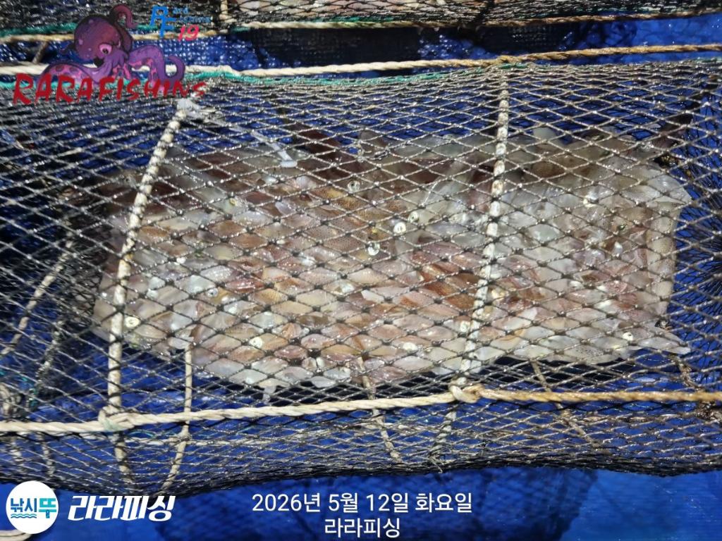 낚시뚜,호래기,속천항(진해),라라피싱,낚시뚜8