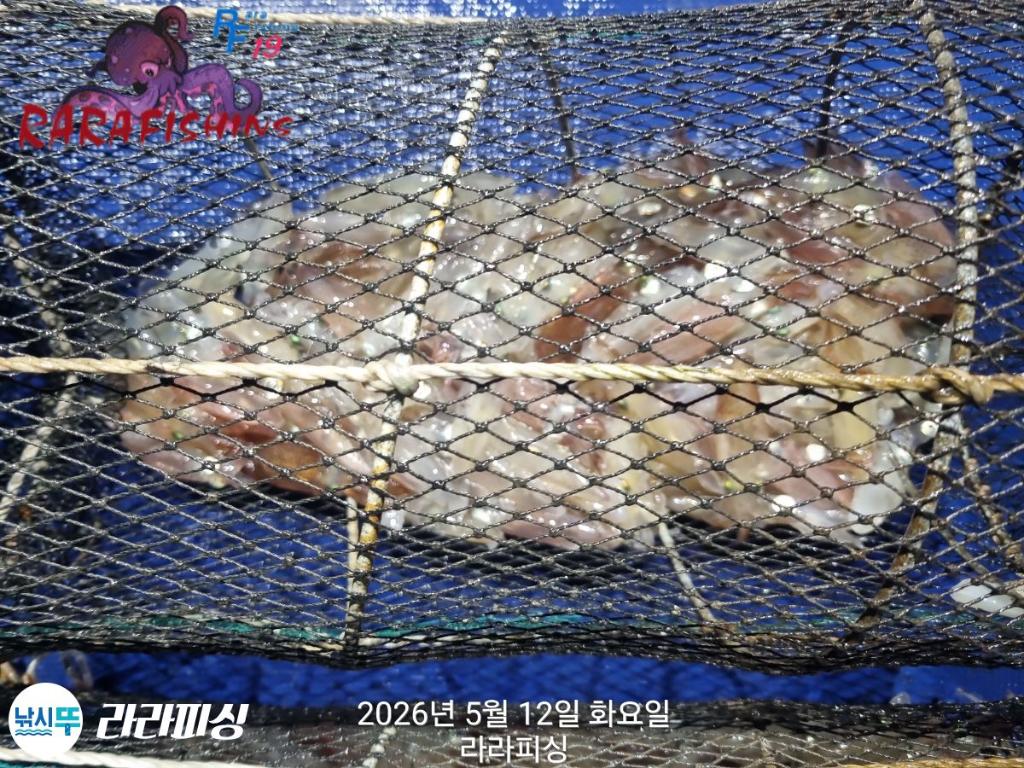 낚시뚜,호래기,속천항(진해),라라피싱,낚시뚜7