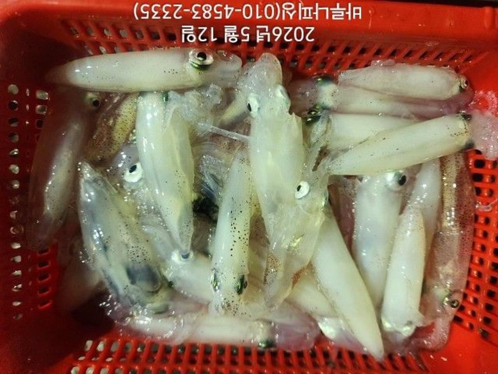 낚시뚜,호래기,속천항(진해),바루나피싱,낚시뚜4