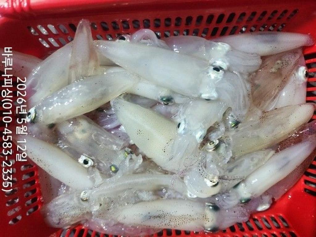 낚시뚜,호래기,속천항(진해),바루나피싱,낚시뚜3