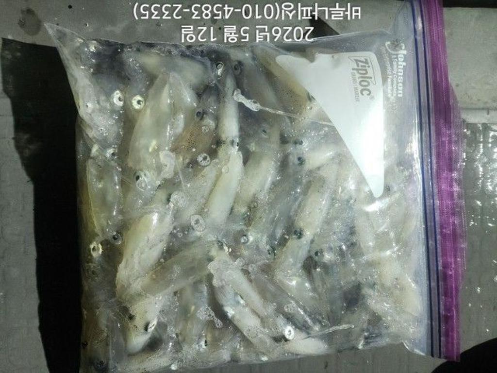 낚시뚜,호래기,속천항(진해),바루나피싱,낚시뚜4