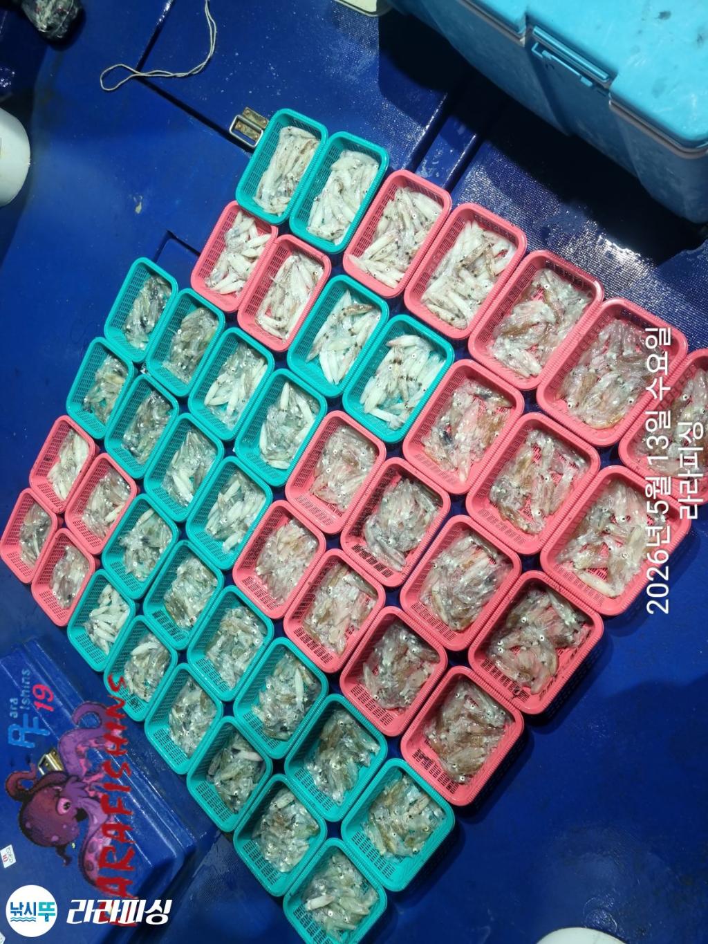 낚시뚜,호래기,속천항(진해),라라피싱,낚시뚜27