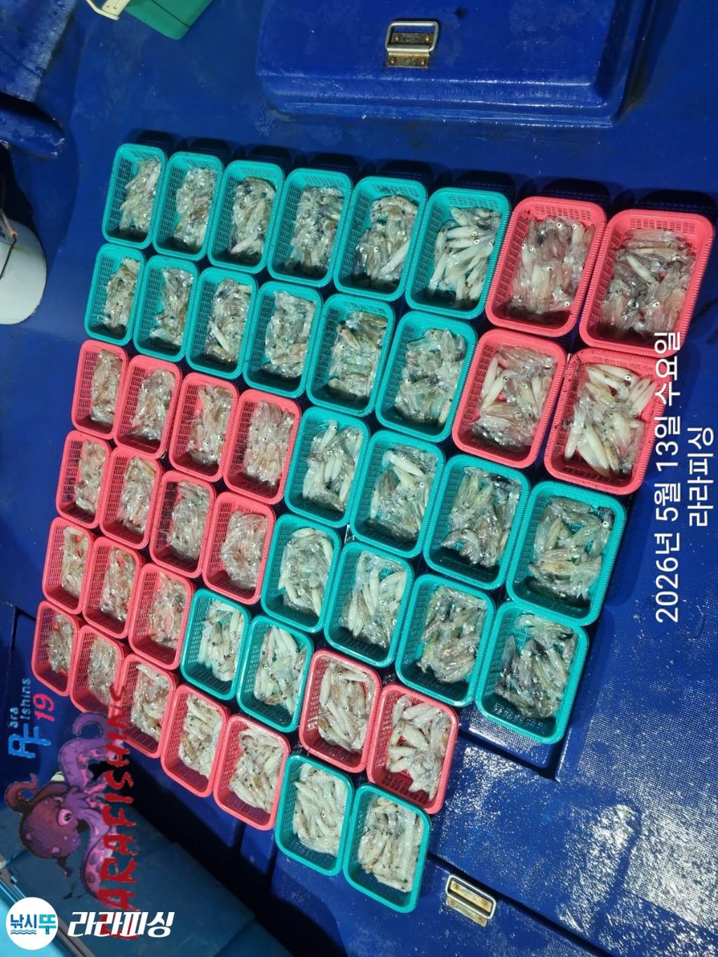 낚시뚜,호래기,속천항(진해),라라피싱,낚시뚜24