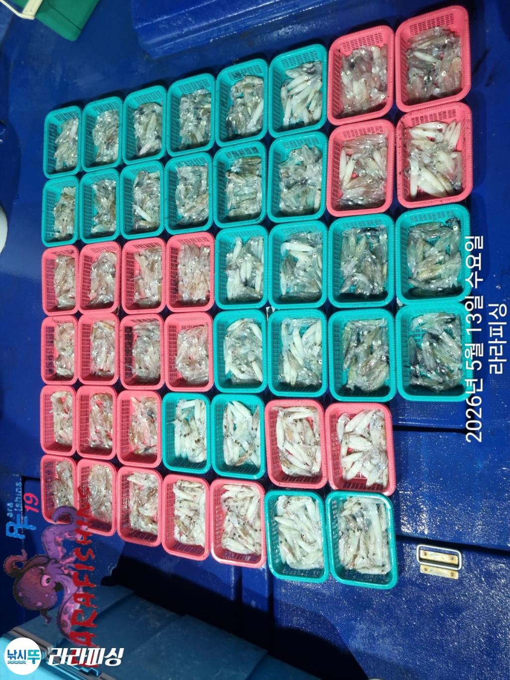 낚시뚜,호래기,속천항(진해),라라피싱,낚시뚜23