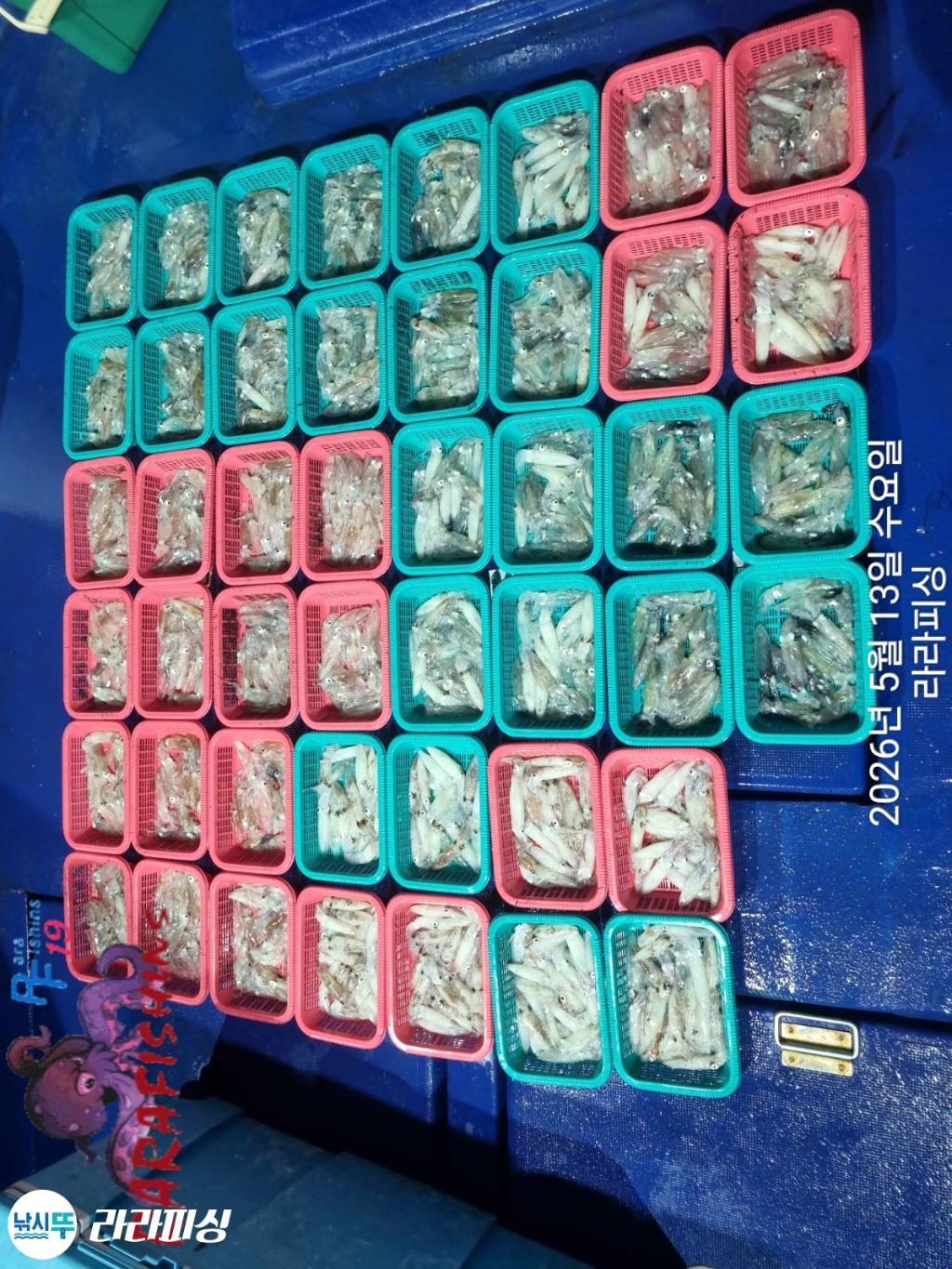 낚시뚜,호래기,속천항(진해),라라피싱,낚시뚜22