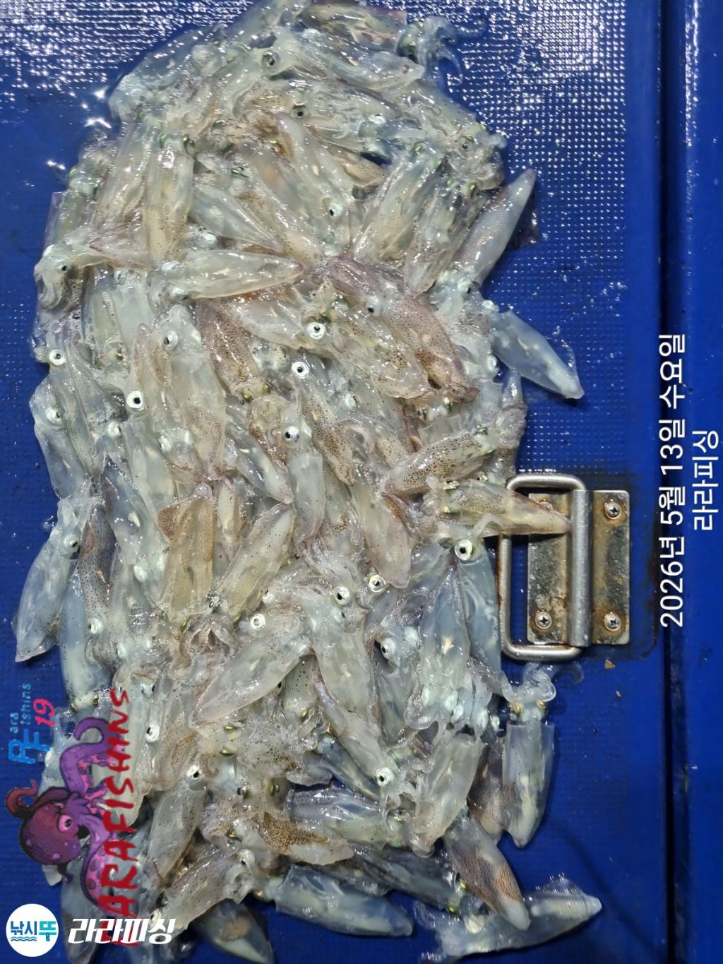 낚시뚜,호래기,속천항(진해),라라피싱,낚시뚜19