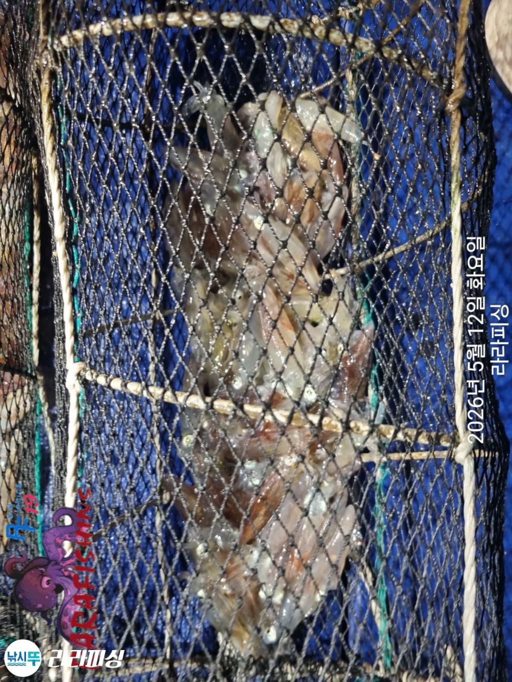 낚시뚜,호래기,속천항(진해),라라피싱,낚시뚜8