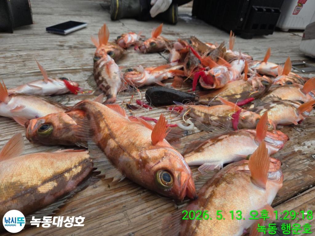 낚시뚜,열기,우럭,녹동항,녹동대성호,낚시뚜10