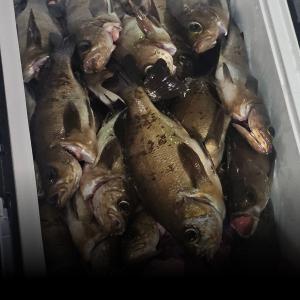 조황, 12일 야간 왕볼락 왕열기 조황입니다