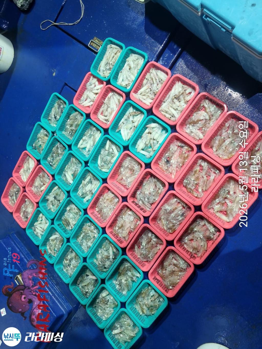 낚시뚜,호래기,속천항(진해),라라피싱,낚시뚜18