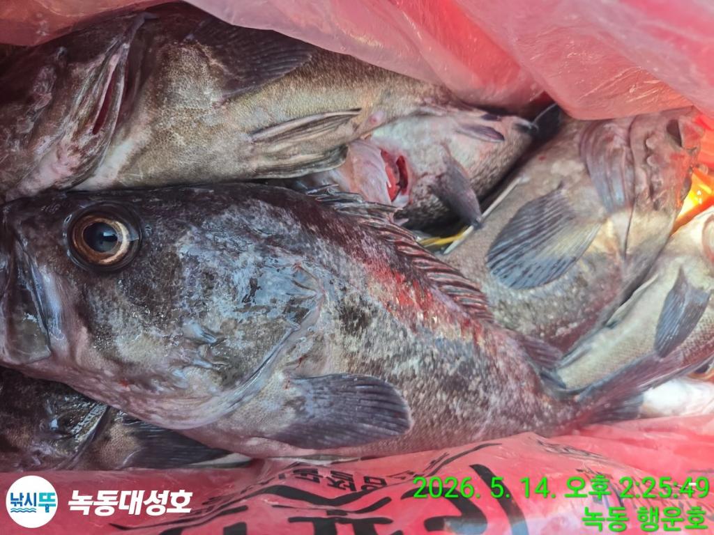 낚시뚜,우럭,열기,녹동항,녹동대성호,낚시뚜45