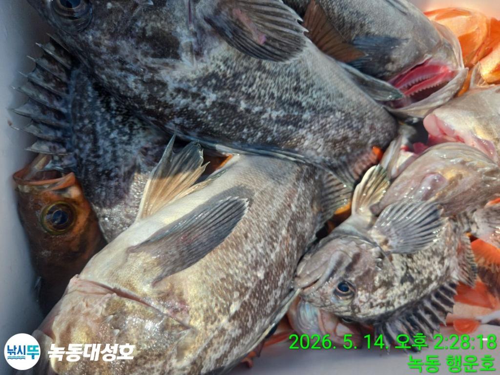 낚시뚜,우럭,열기,녹동항,녹동대성호,낚시뚜43