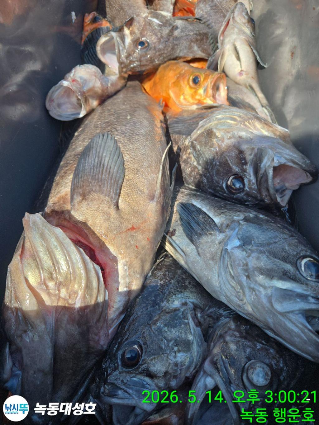 낚시뚜,우럭,열기,녹동항,녹동대성호,낚시뚜38