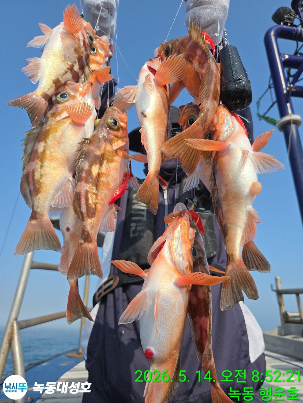 낚시뚜,우럭,열기,녹동항,녹동대성호,낚시뚜18