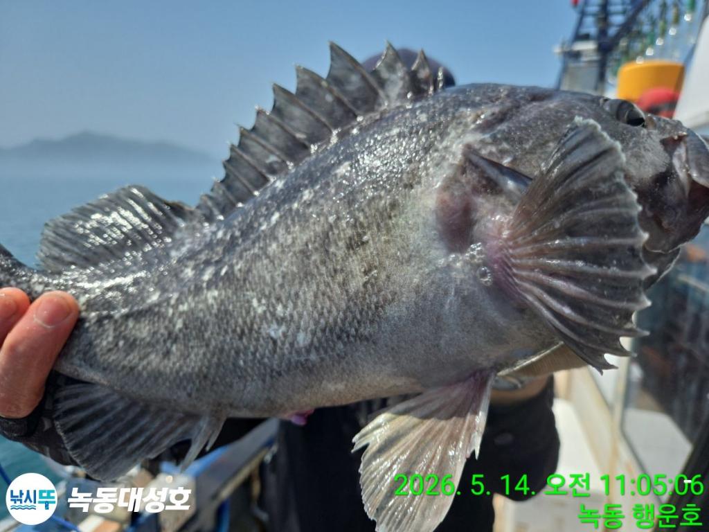 낚시뚜,우럭,열기,녹동항,녹동대성호,낚시뚜6