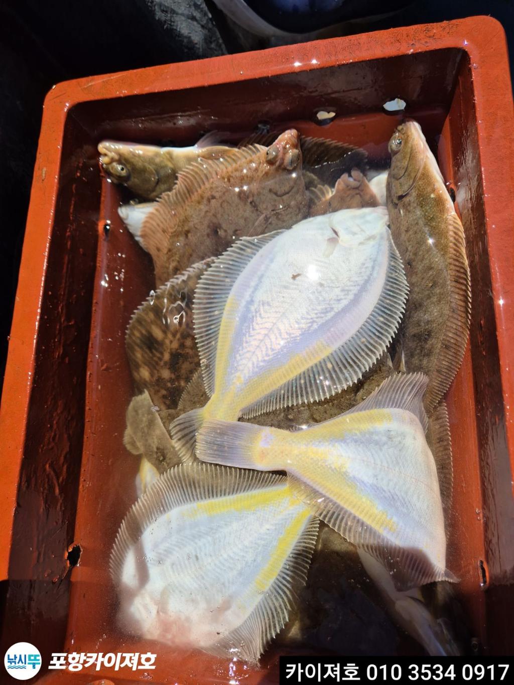 낚시뚜,도다리,영일만항,포항카이져호,낚시뚜24