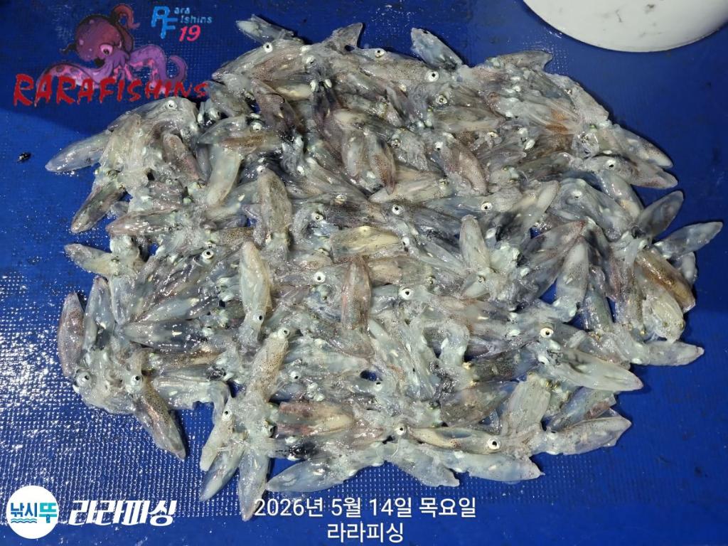 낚시뚜,호래기,속천항(진해),라라피싱,낚시뚜18