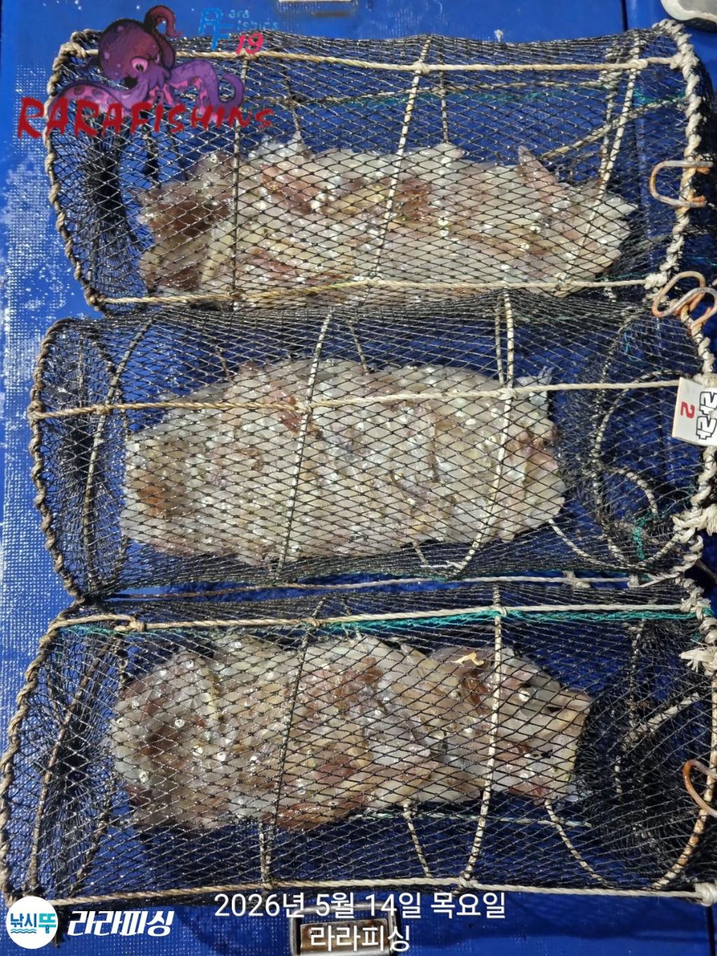 낚시뚜,호래기,속천항(진해),라라피싱,낚시뚜4