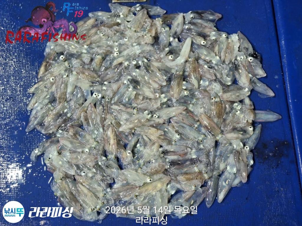 낚시뚜,호래기,속천항(진해),라라피싱,낚시뚜16