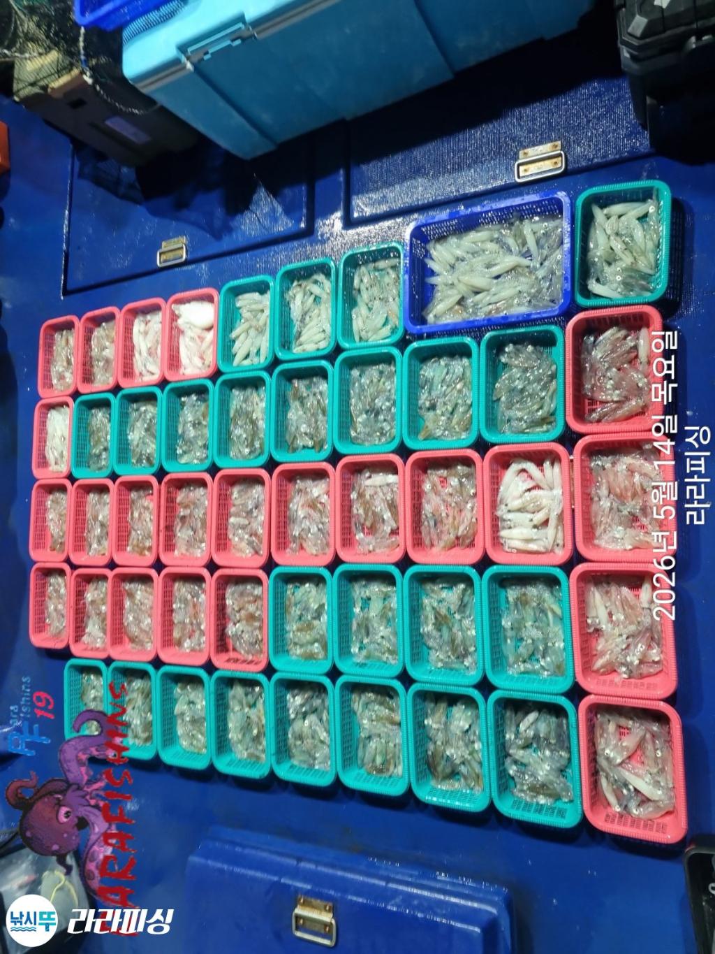 낚시뚜,호래기,속천항(진해),라라피싱,낚시뚜1
