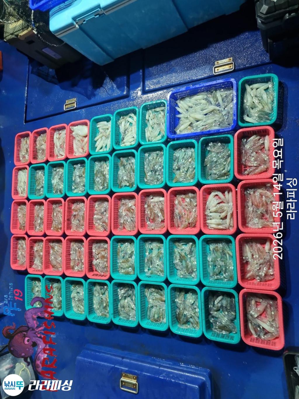 낚시뚜,호래기,속천항(진해),라라피싱,낚시뚜0