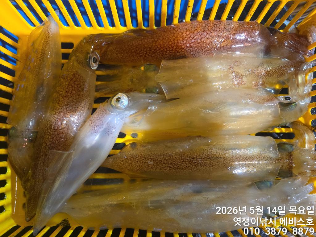 낚시뚜,기타 (직접입력),삼포항,엿쟁이낚시,낚시뚜11