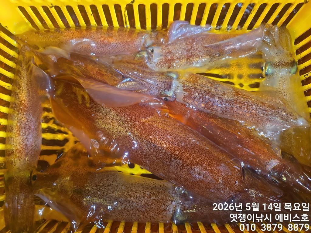 낚시뚜,기타 (직접입력),삼포항,엿쟁이낚시,낚시뚜12