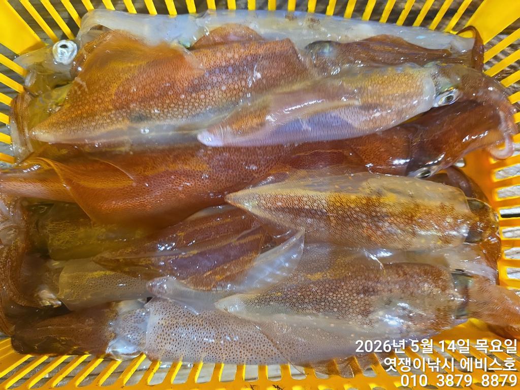 낚시뚜,기타 (직접입력),삼포항,엿쟁이낚시,낚시뚜10