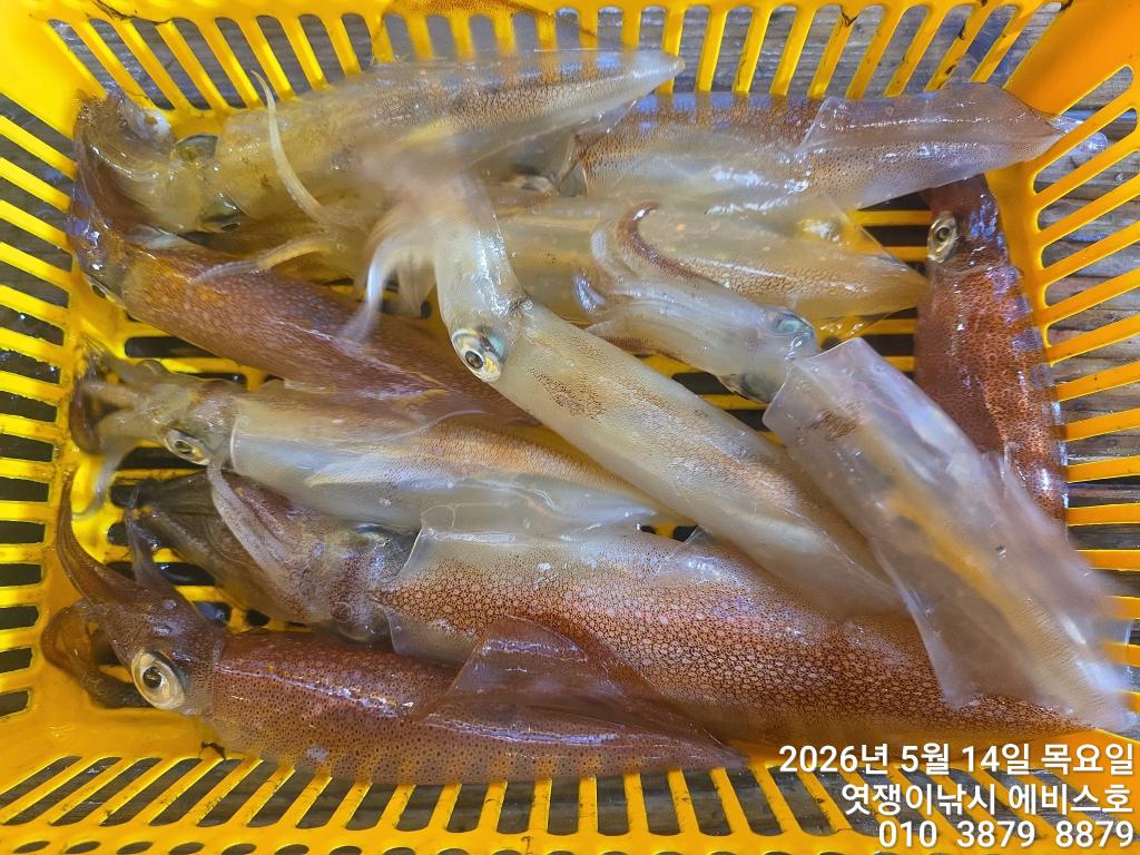 낚시뚜,기타 (직접입력),삼포항,엿쟁이낚시,낚시뚜15