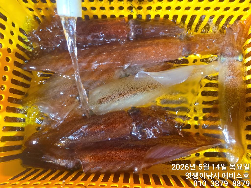 낚시뚜,기타 (직접입력),삼포항,엿쟁이낚시,낚시뚜17