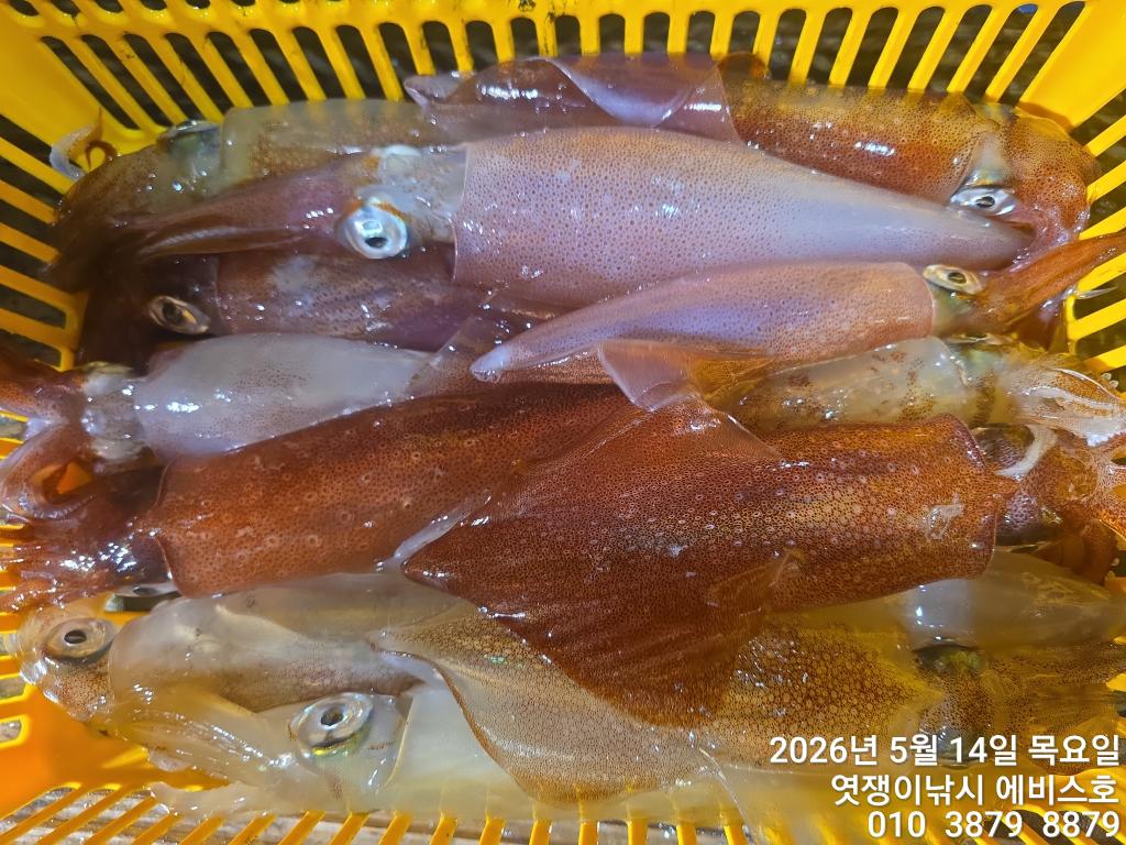 낚시뚜,기타 (직접입력),삼포항,엿쟁이낚시,낚시뚜18