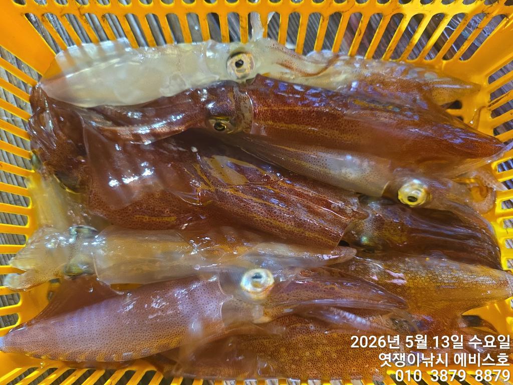 낚시뚜,기타 (직접입력),삼포항,엿쟁이낚시,낚시뚜21