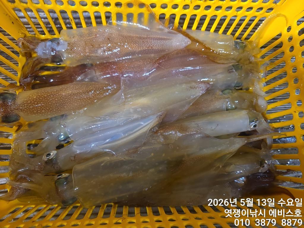 낚시뚜,기타 (직접입력),삼포항,엿쟁이낚시,낚시뚜20