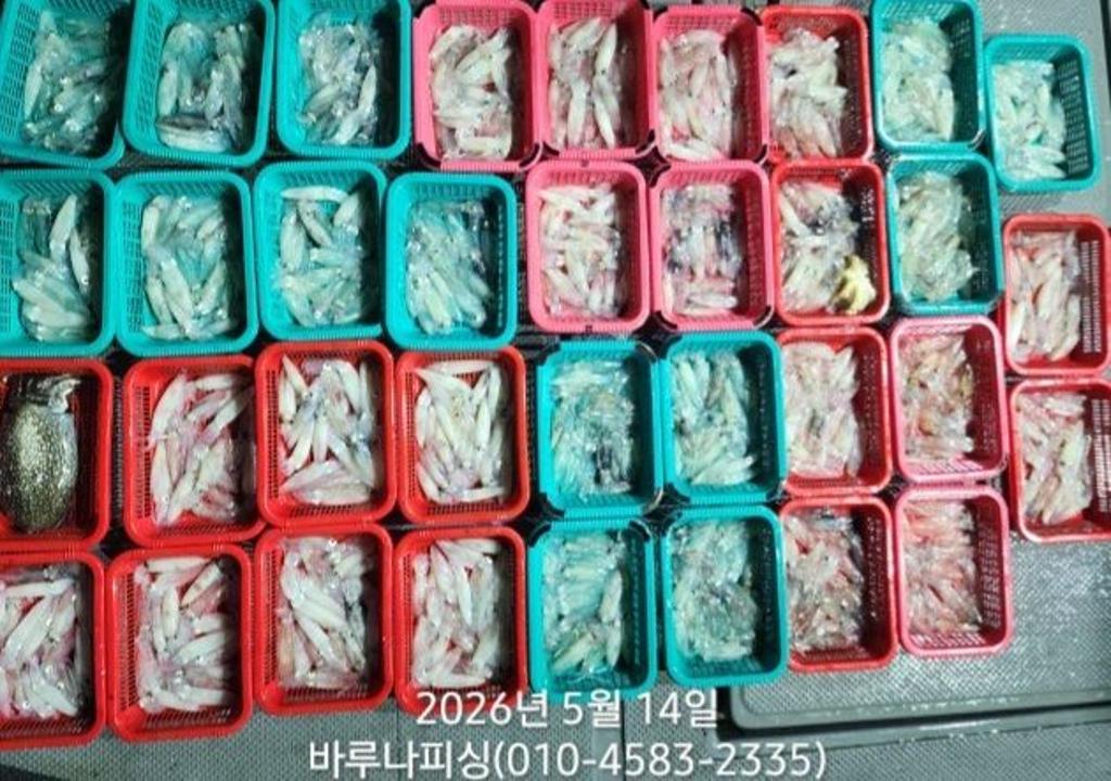 낚시뚜,호래기,속천항(진해),바루나피싱,낚시뚜6