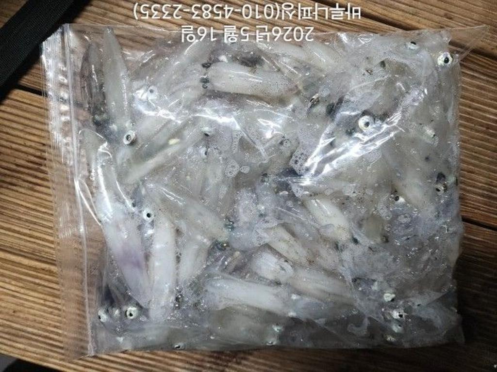 낚시뚜,호래기,속천항(진해),바루나피싱,낚시뚜3