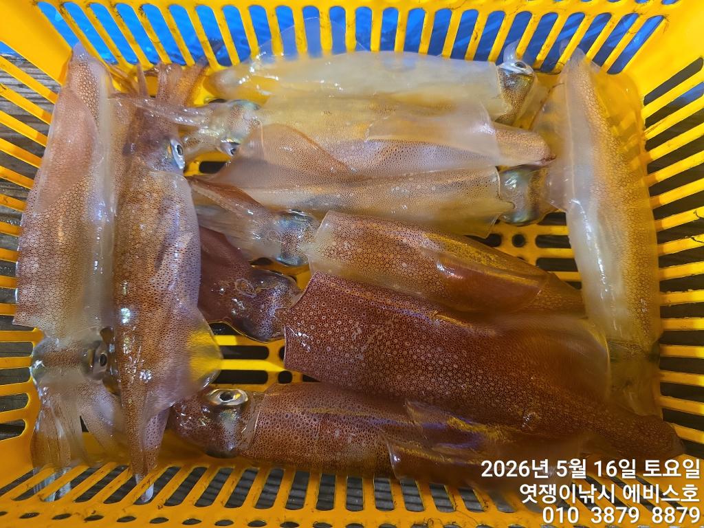 낚시뚜,기타 (직접입력),삼포항,엿쟁이낚시,낚시뚜7