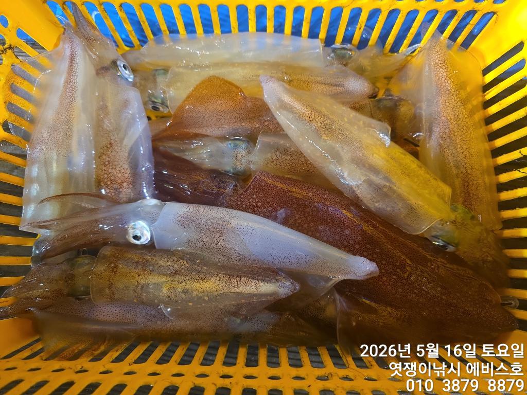 낚시뚜,기타 (직접입력),삼포항,엿쟁이낚시,낚시뚜8