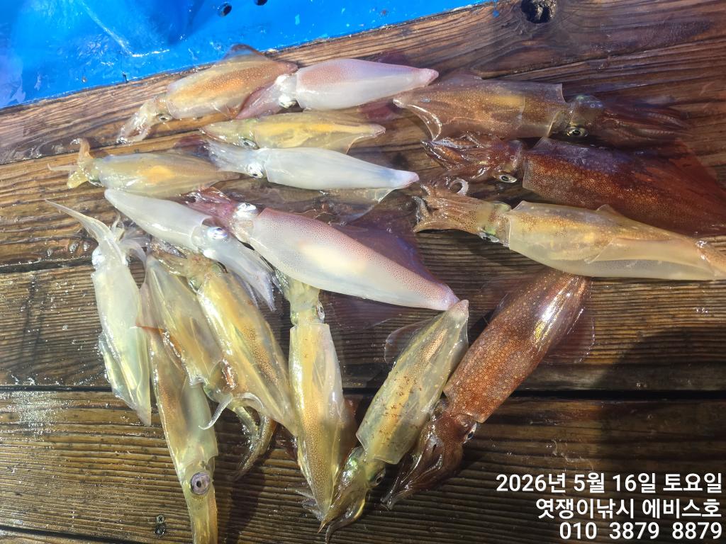 낚시뚜,기타 (직접입력),삼포항,엿쟁이낚시,낚시뚜6