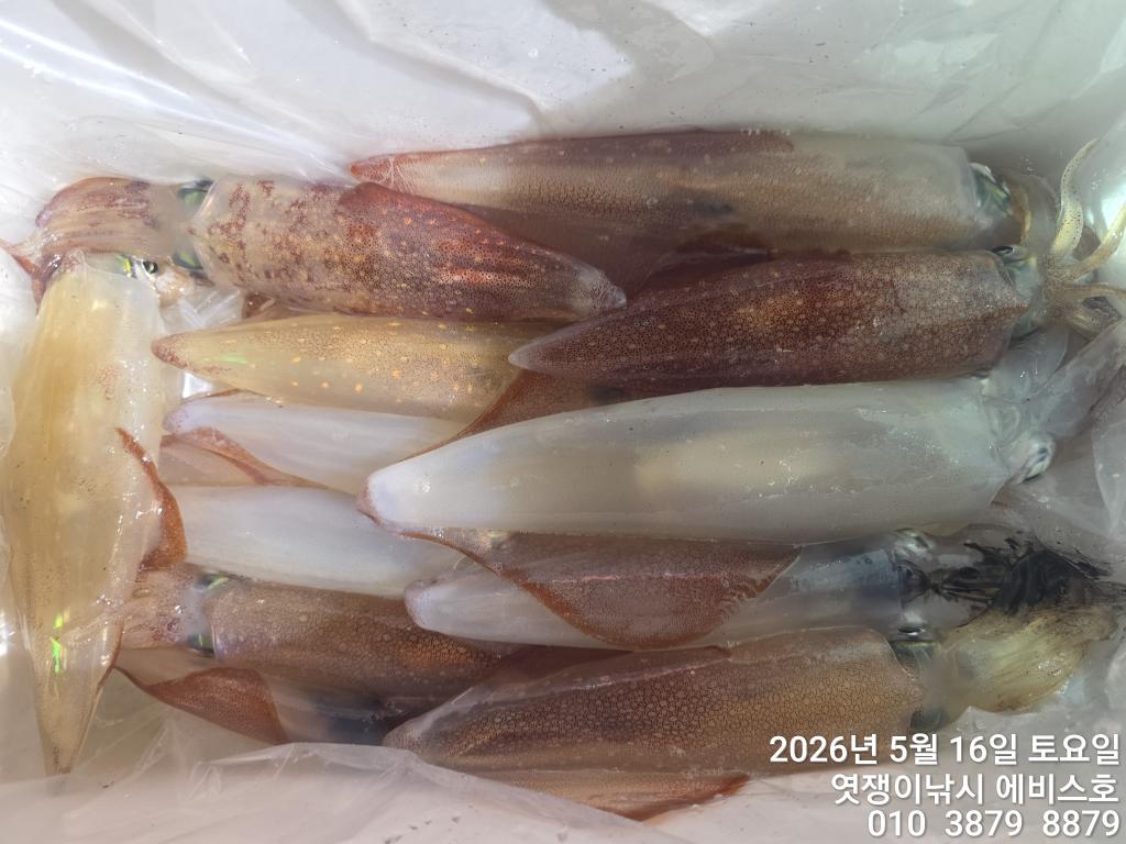 낚시뚜,기타 (직접입력),삼포항,엿쟁이낚시,낚시뚜9
