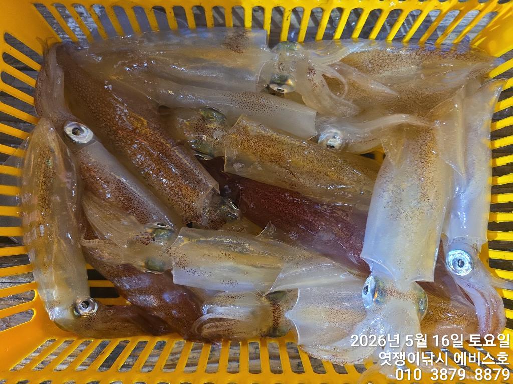 낚시뚜,기타 (직접입력),삼포항,엿쟁이낚시,낚시뚜10