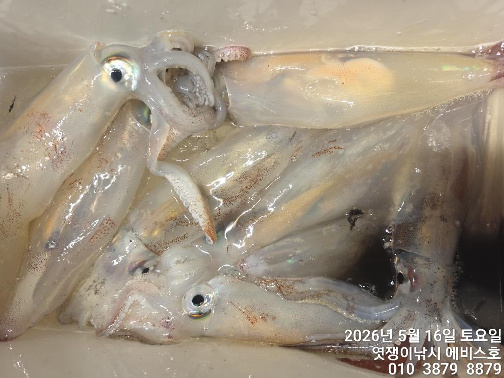 낚시뚜,기타 (직접입력),삼포항,엿쟁이낚시,낚시뚜12