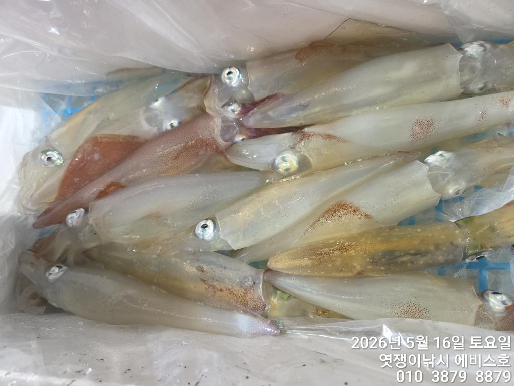 낚시뚜,기타 (직접입력),삼포항,엿쟁이낚시,낚시뚜16