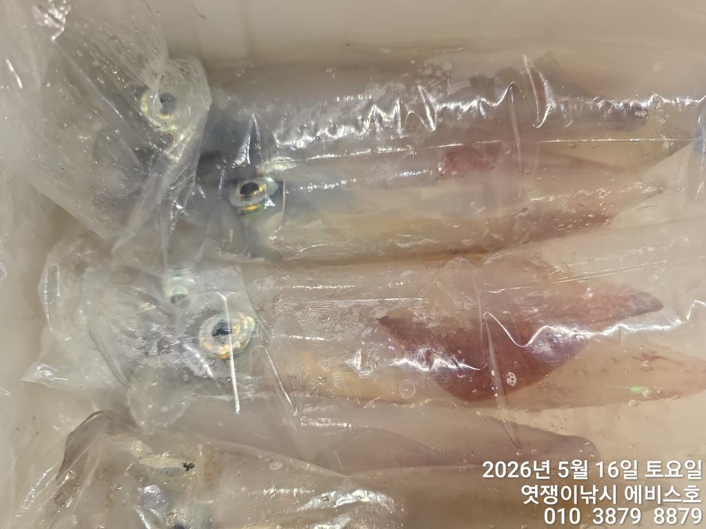 낚시뚜,기타 (직접입력),삼포항,엿쟁이낚시,낚시뚜18