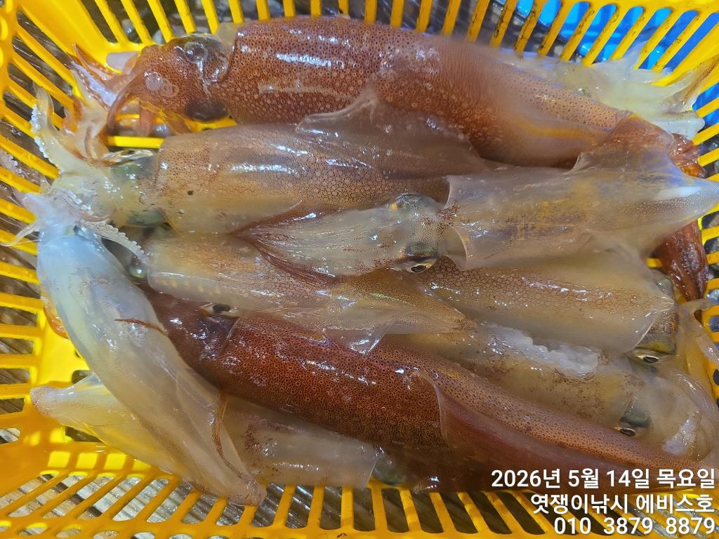 낚시뚜,기타 (직접입력),삼포항,엿쟁이낚시,낚시뚜31