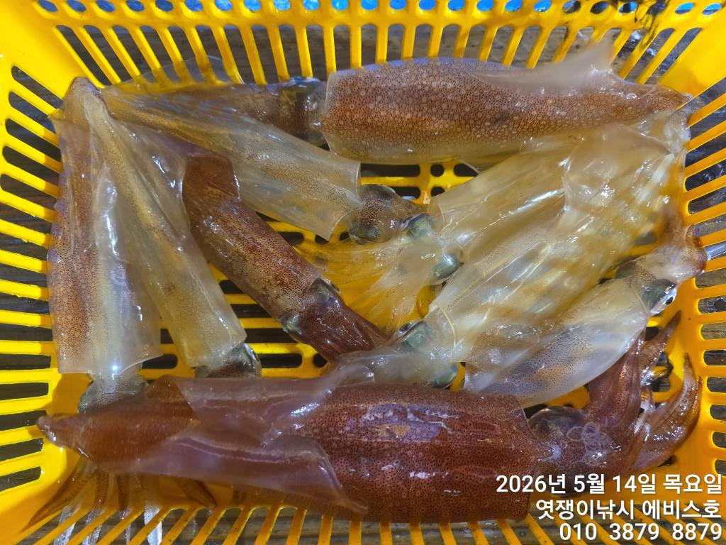 낚시뚜,기타 (직접입력),삼포항,엿쟁이낚시,낚시뚜32