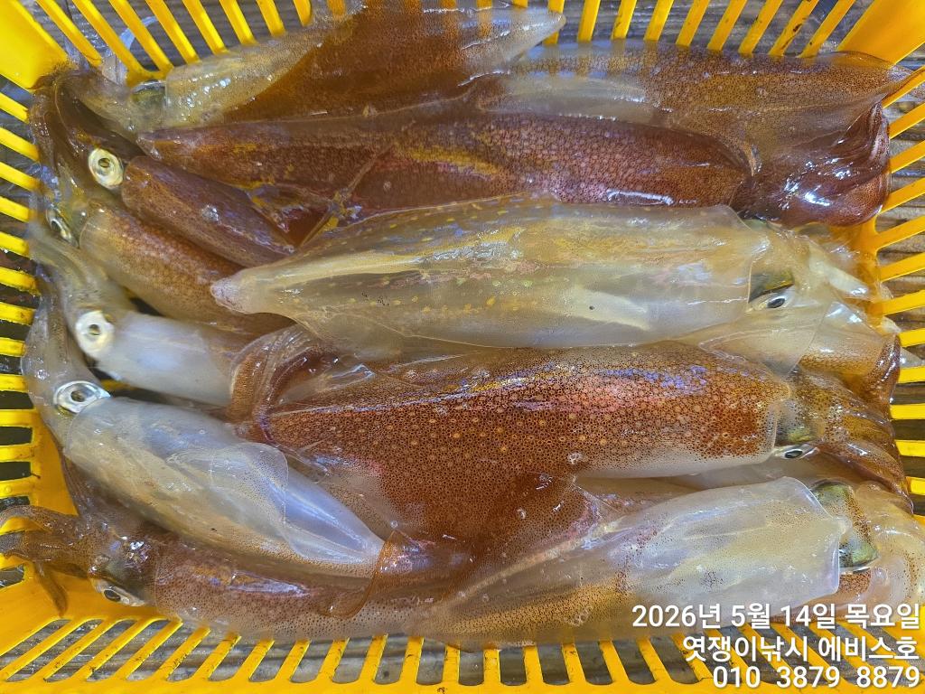 낚시뚜,기타 (직접입력),삼포항,엿쟁이낚시,낚시뚜34